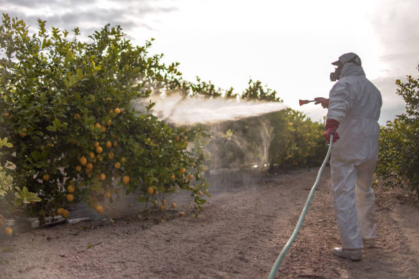 Best Spider Control Near Me  in Vista Santa Rosa, CA