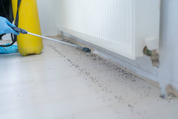 Best Affordable Pest Control Services  in Vista Santa Rosa, CA